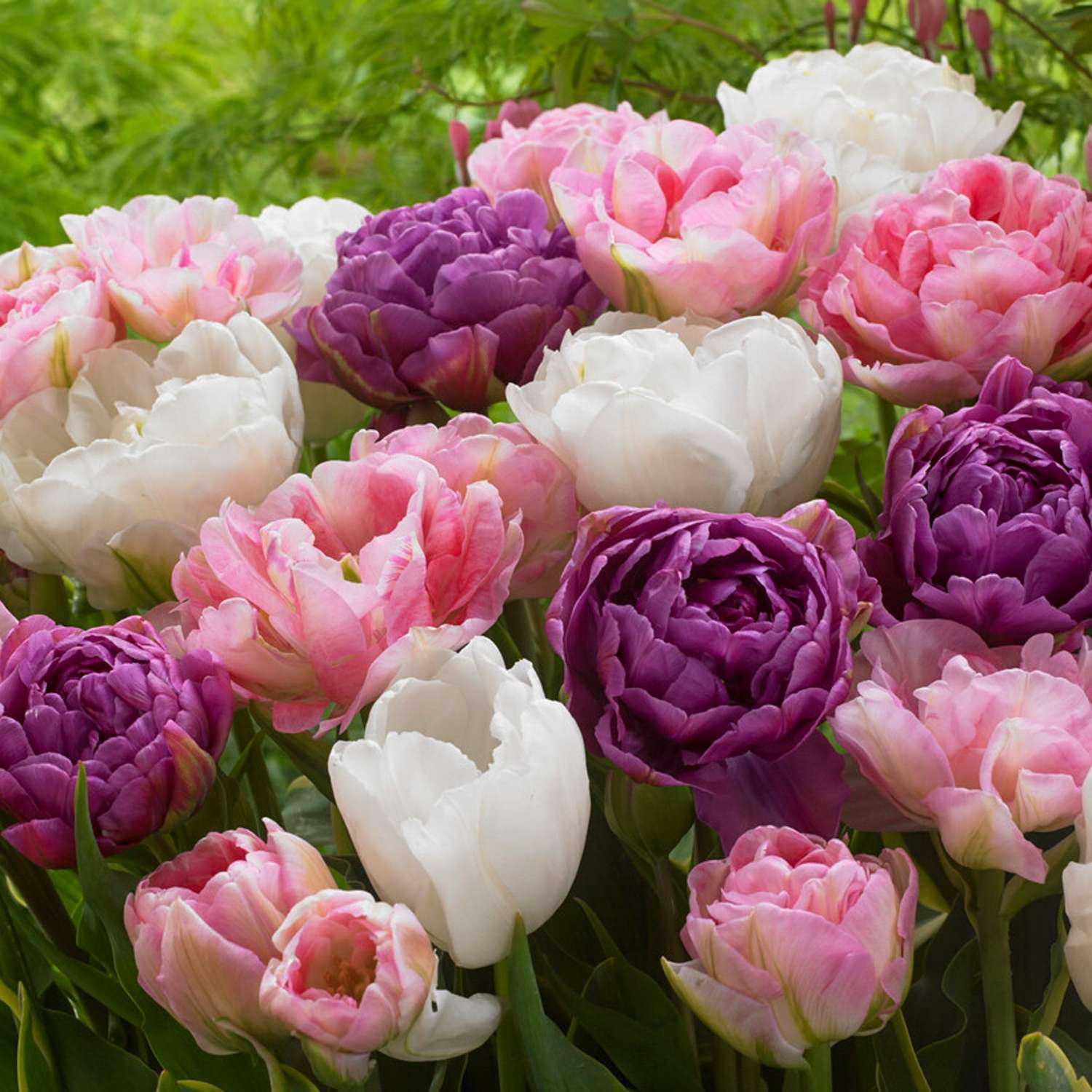 Tulppaanisekoitus 'Rikke'